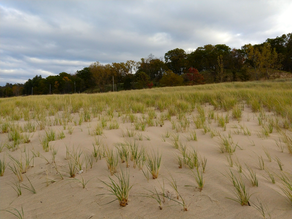 Dune Grass