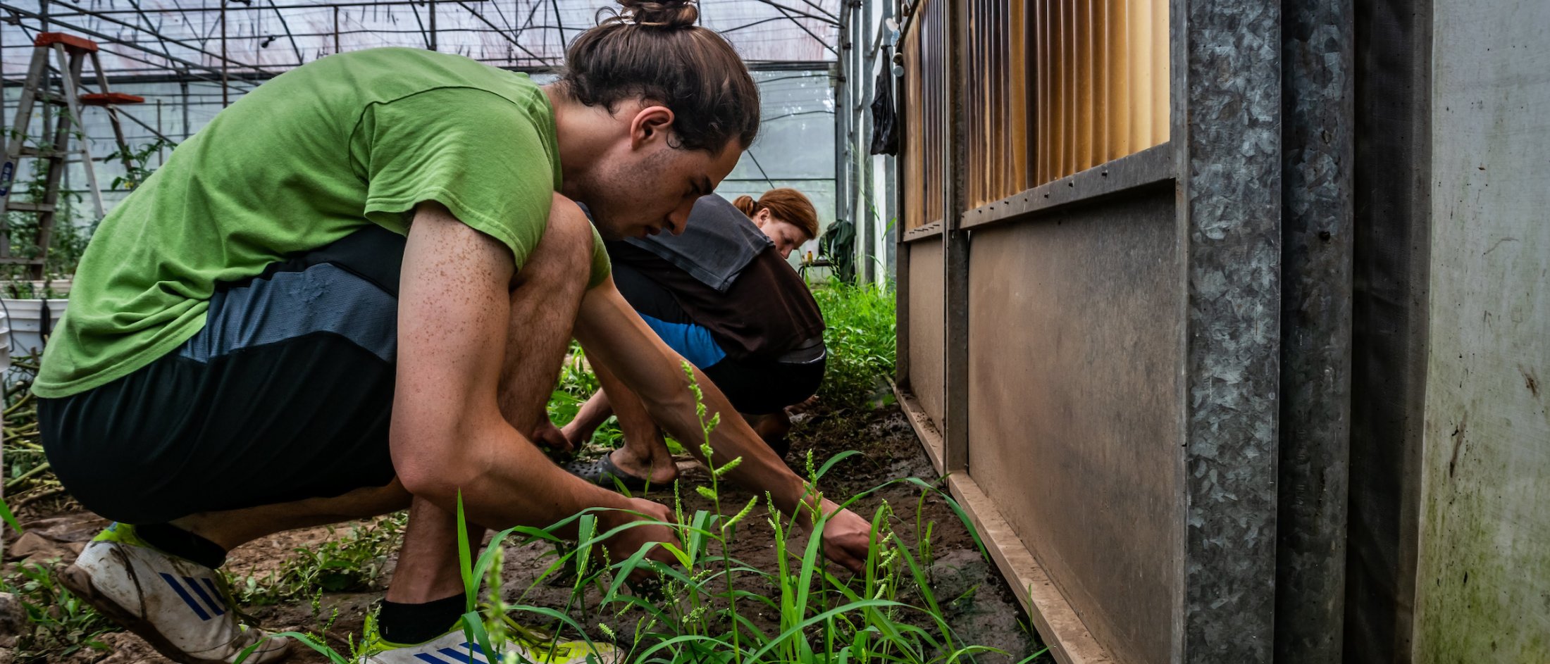 4 students working on a vegetable farm