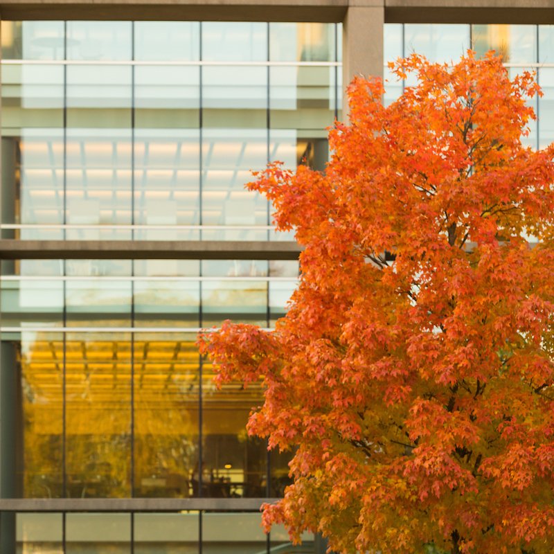 Students outside on campus during Fall