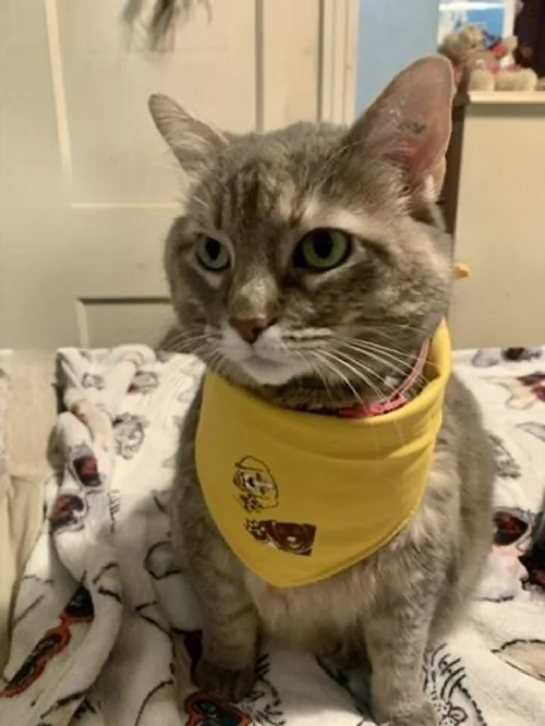Grey tabby cat Izzy Ibarra, wearing a yellow bandana, sits on a bed with a patterned blanket, embodying the calm of Beacon's Reflection.