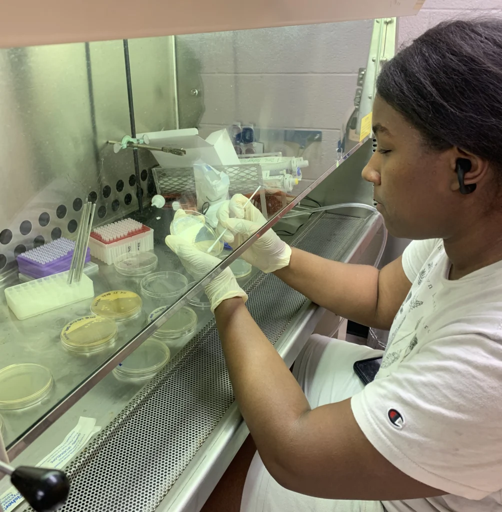 Person wearing gloves and a lab coat working with petri dishes containing fungus in a laboratory under a fume hood at Valparaiso University.